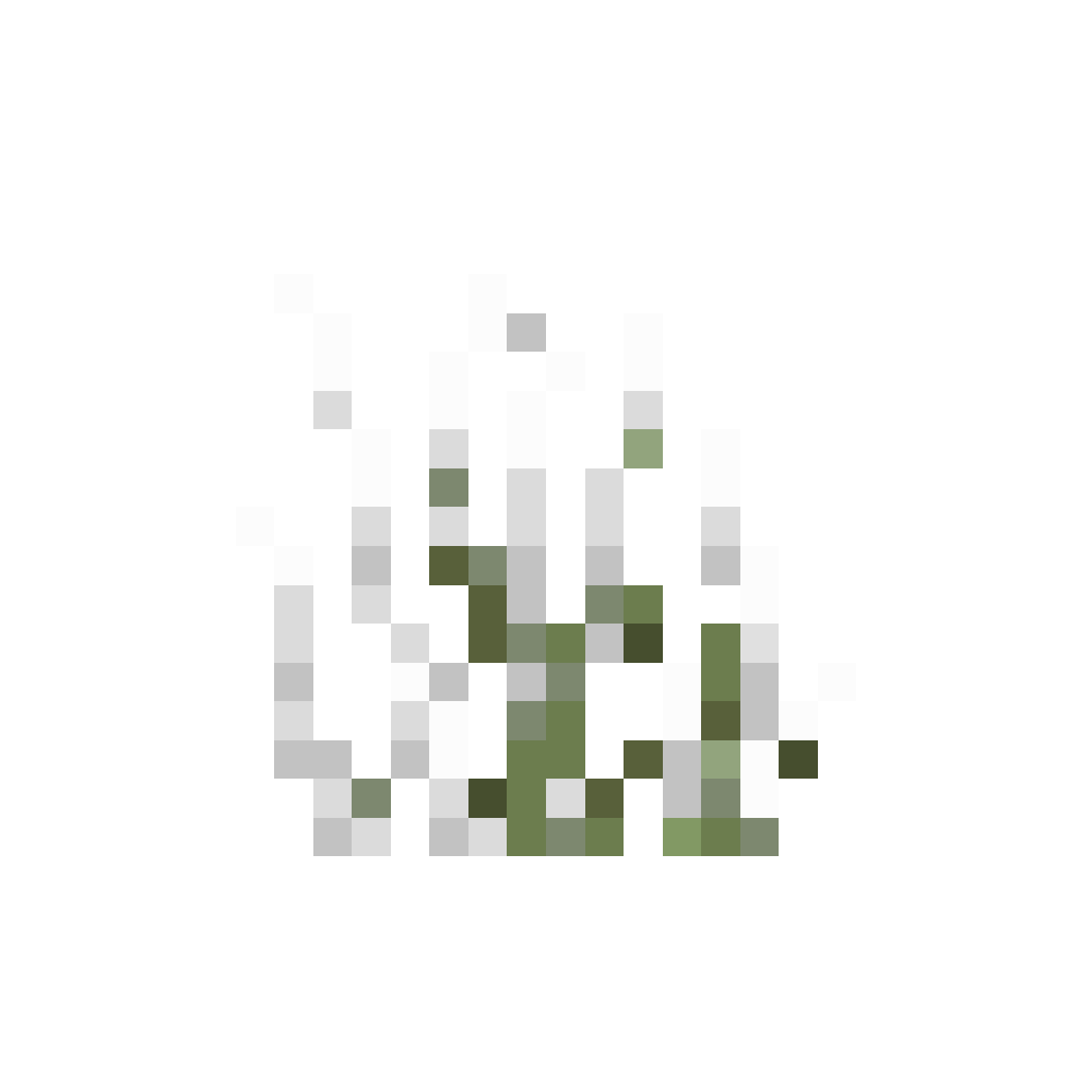 Tall Hoarfrost Grass