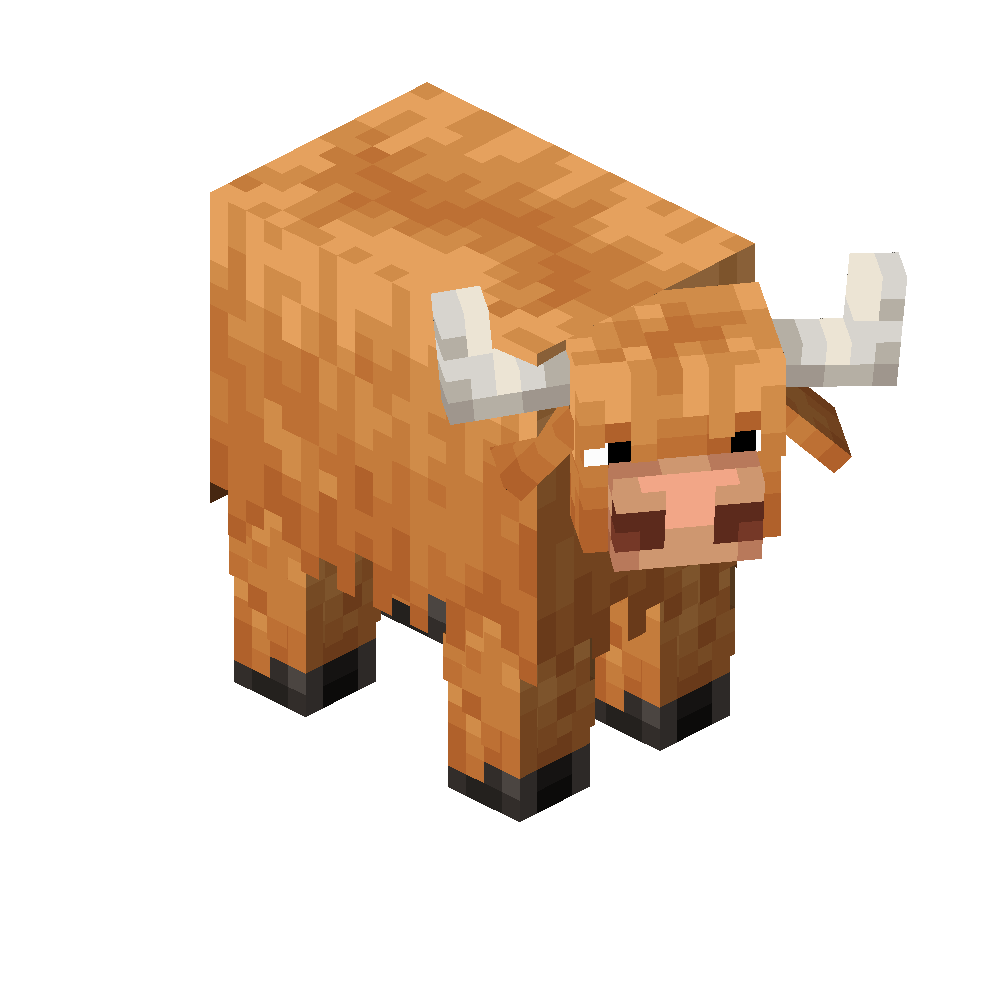 Highland Cattle