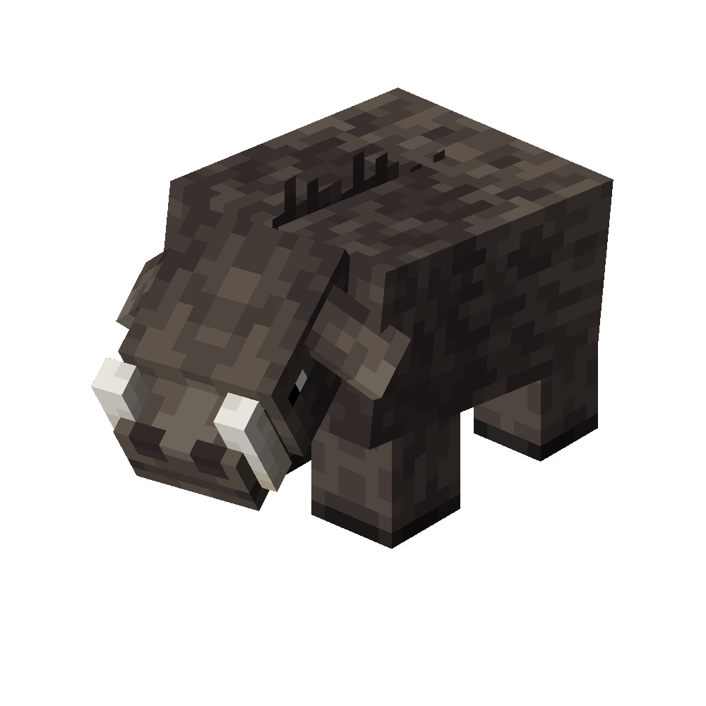 Boar