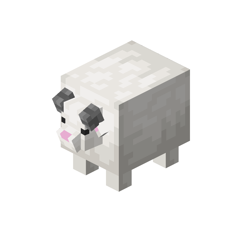 Minisheep