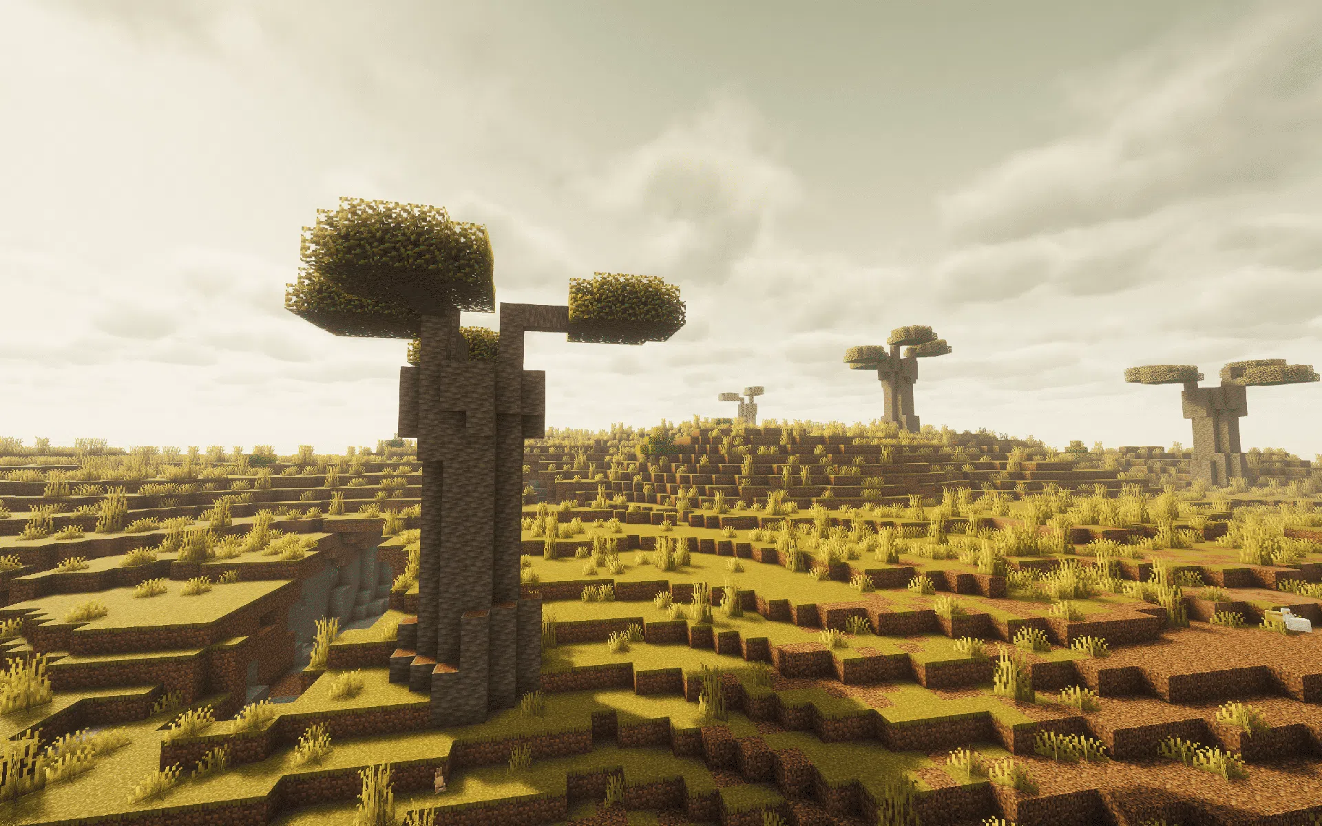 A Baobab Savanna filled with towering trees