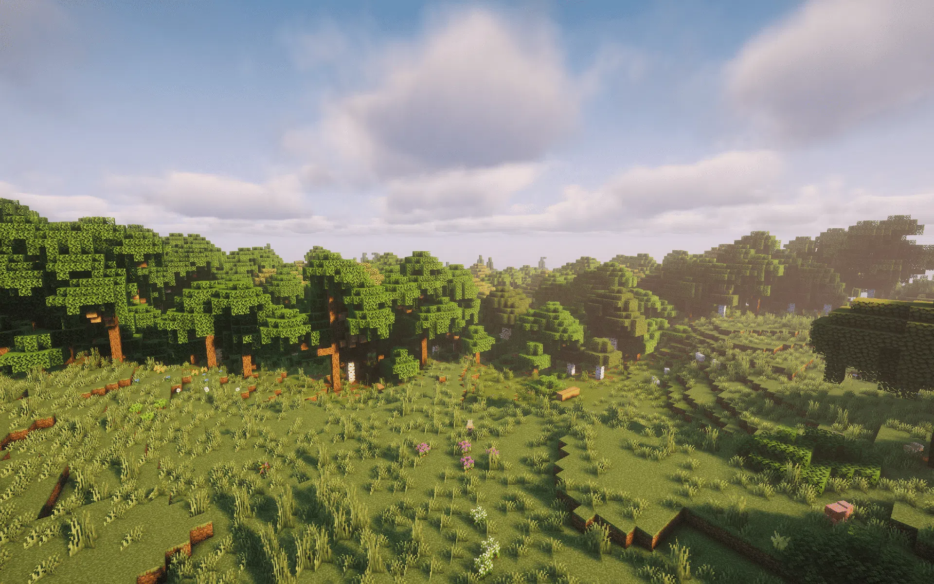 A natural transition along the Forest edge