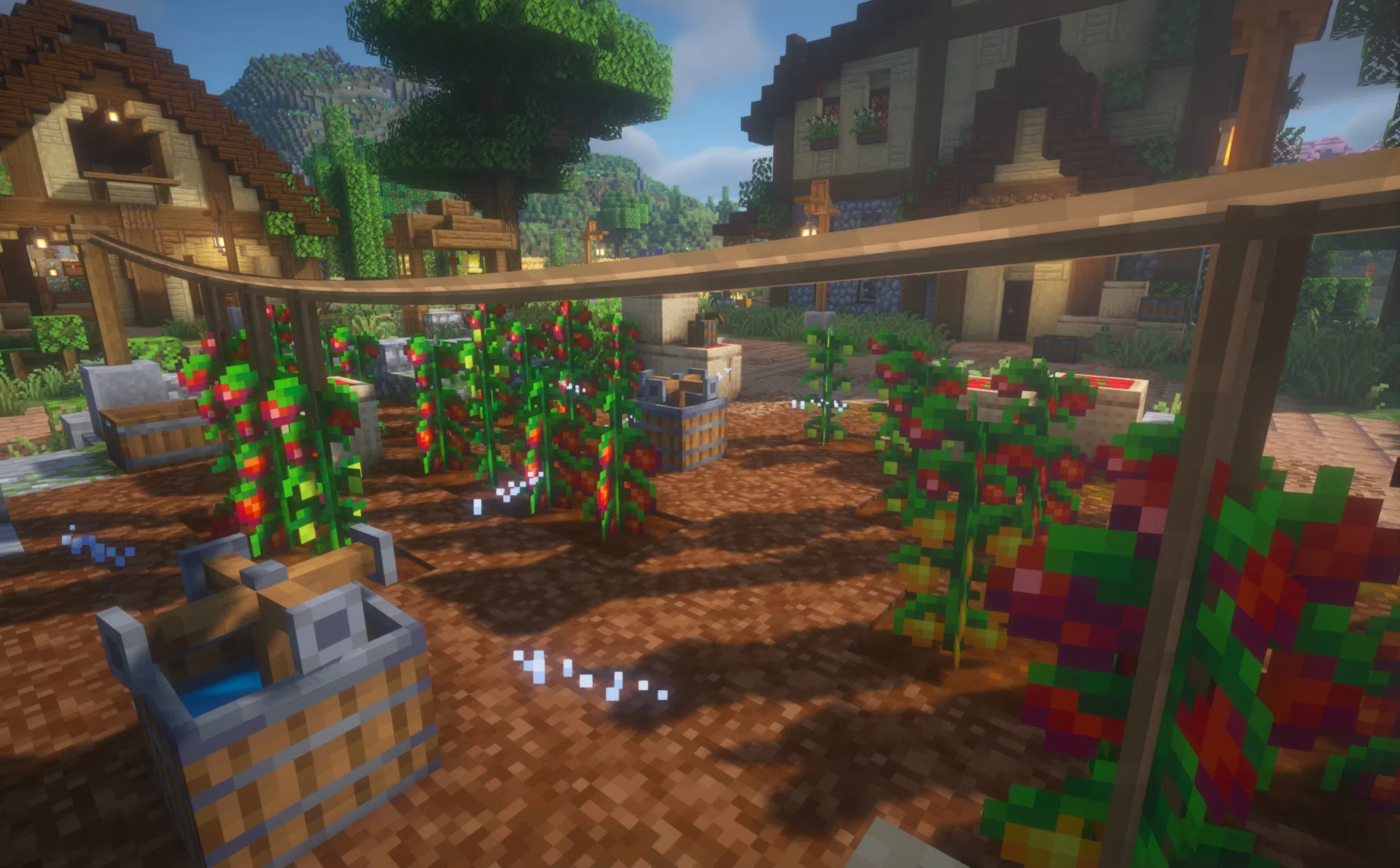 Tomatoes growing on a rope