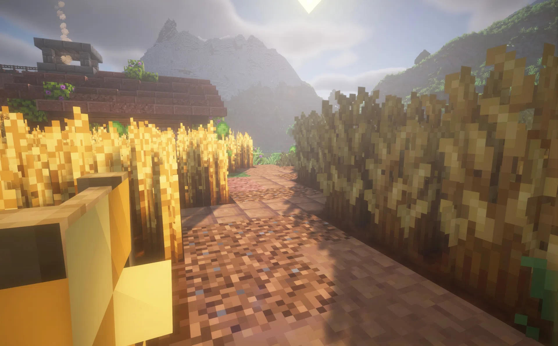 Walking through a barley field